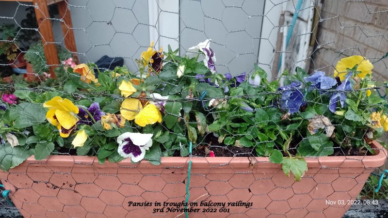 Pansies in troughs on balcony railings 3rd November 2022 001.jpg