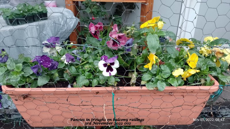 Pansies in troughs on balcony railings 3rd November 2022 002.jpg