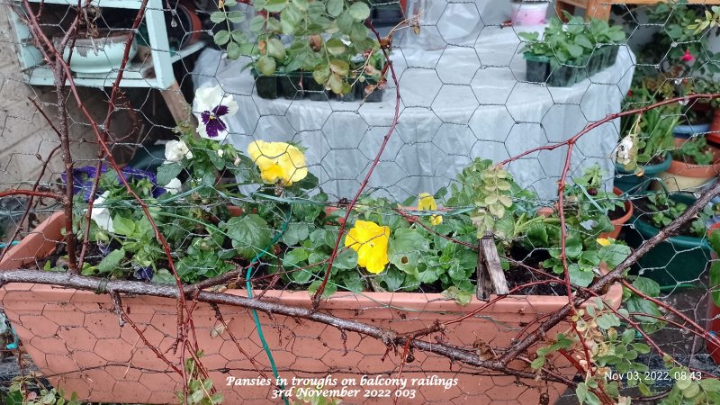 Pansies in troughs on balcony railings 3rd November 2022 003.jpg