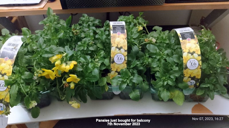 Pansies just bought for balcony 7th November 2023.jpg