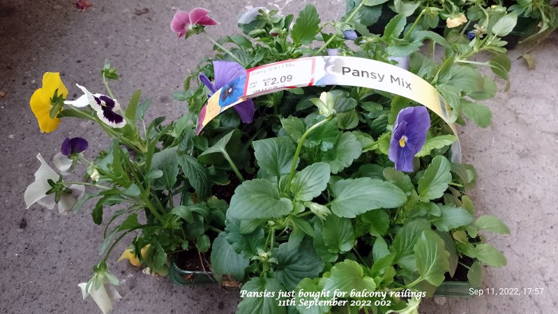 Pansies just bought for balcony railings 11th September 2022 002.jpg