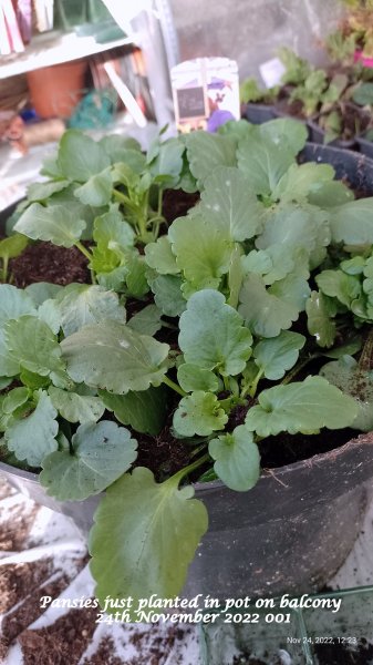 Pansies just planted in pot on balcony 24th November 2022 001.jpg