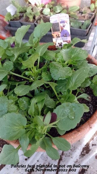 Pansies just planted in pot on balcony 24th November 2022 002.jpg