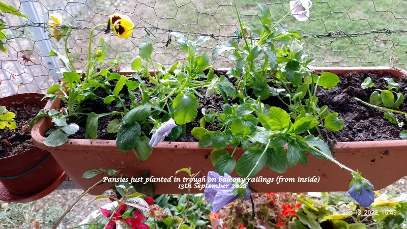 Pansies just planted in trough on balcony railings (from inside) 13th September 2022.jpg