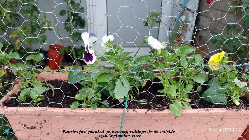 Pansies just planted on balcony railings (from outside) 14th September 2022.jpg