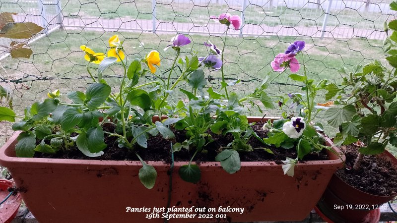 Pansies just planted out on balcony 19th September 2022 001.jpg