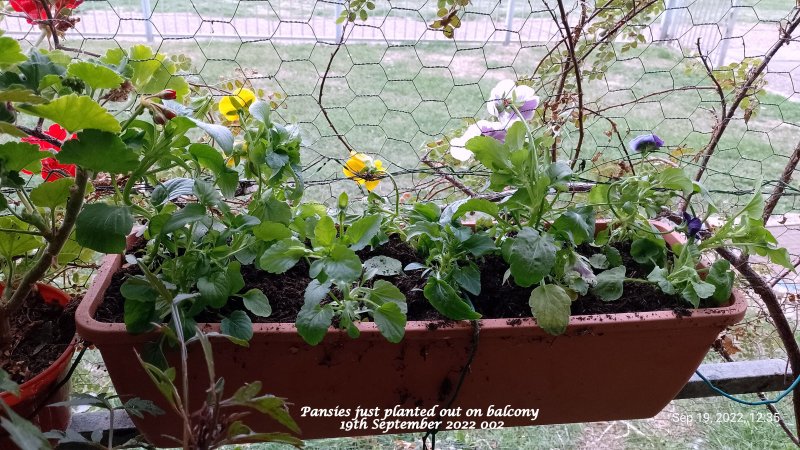 Pansies just planted out on balcony 19th September 2022 002.jpg