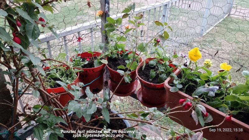 Pansies just planted out on balcony 19th September 2022 003.jpg