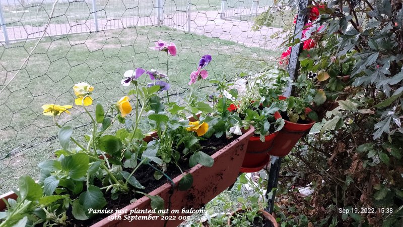 Pansies just planted out on balcony 19th September 2022 005.jpg