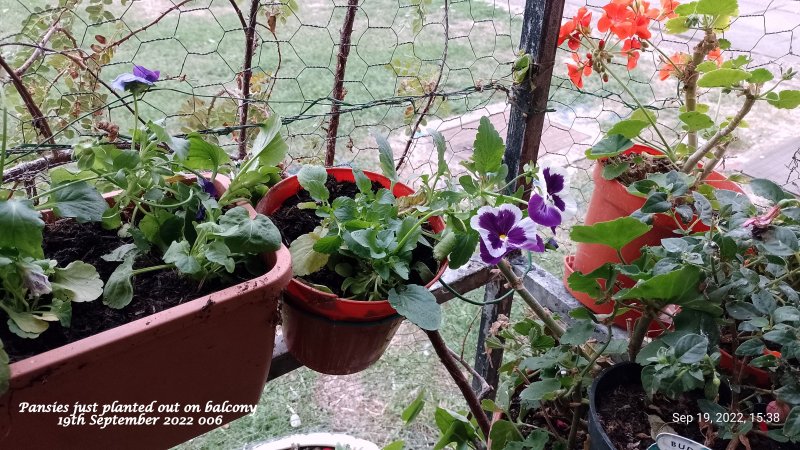 Pansies just planted out on balcony 19th September 2022 006.jpg