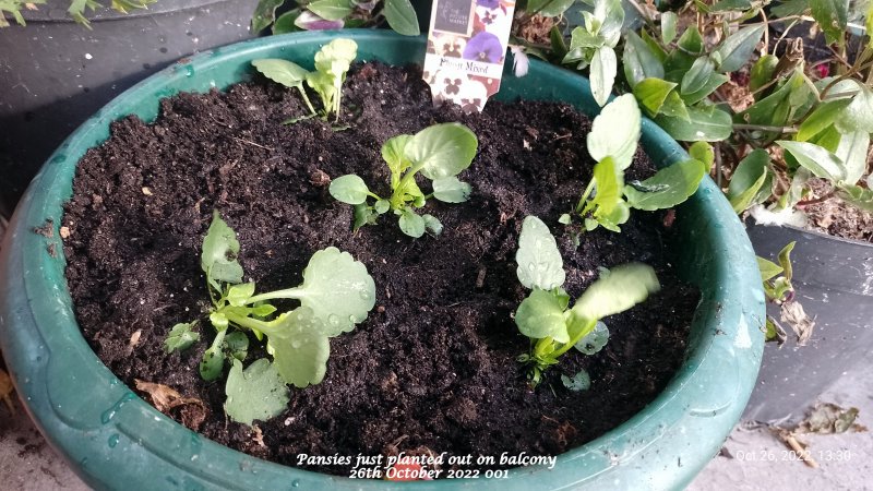 Pansies just planted out on balcony 26th October 2022 001.jpg