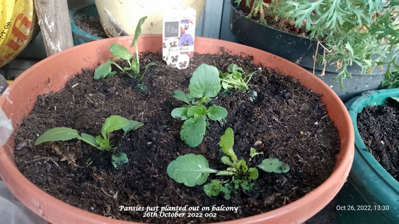 Pansies just planted out on balcony 26th October 2022 002.jpg