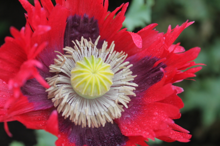 Papaver (2) (Macro).JPG