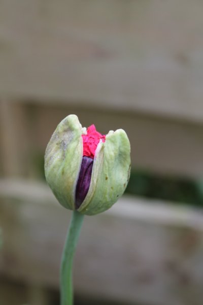 Papaver (3) (Macro).JPG