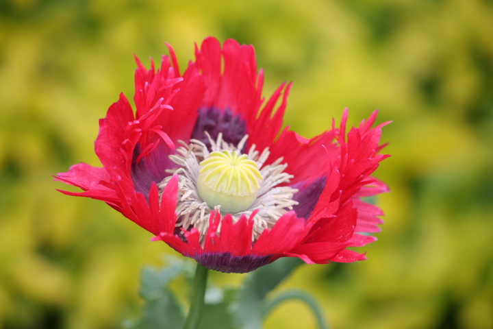 Papaver (4) (Macro 250mm).JPG