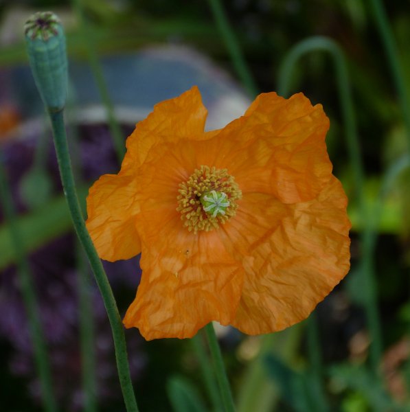 Papaver miyabeanum.JPG