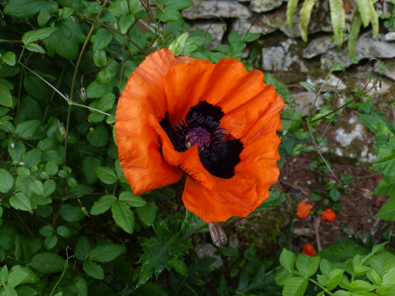 Papaver orientale 1.JPG