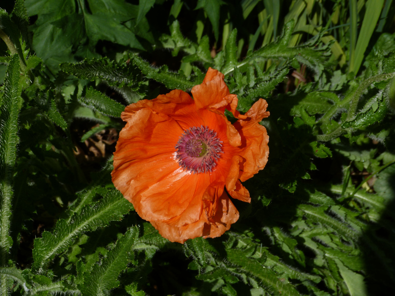 Papaver orientale (2).JPG