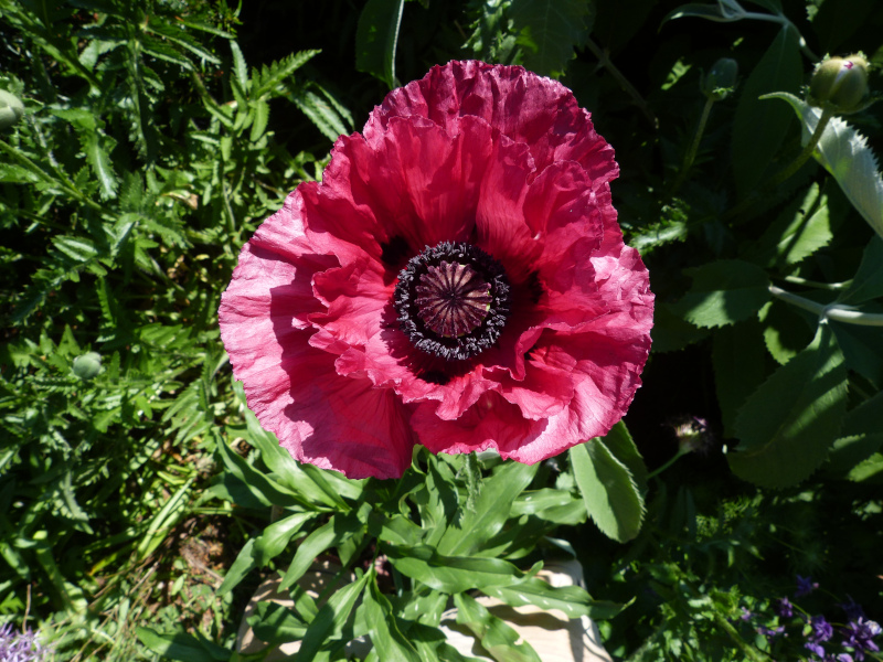 Papaver orientale 28.JPG