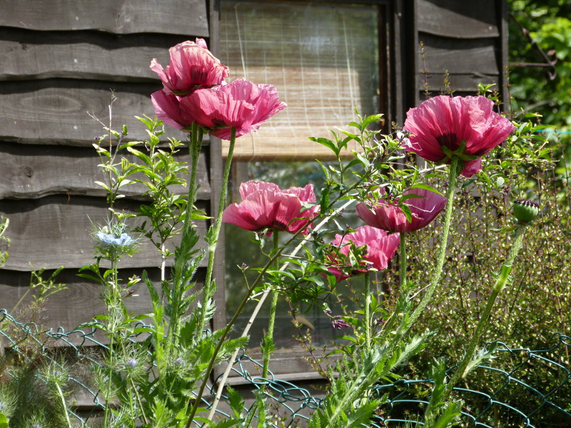 Papaver orientale clump.JPG