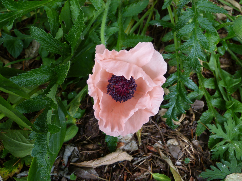 Papaver orientale Helen Elizabeth.JPG