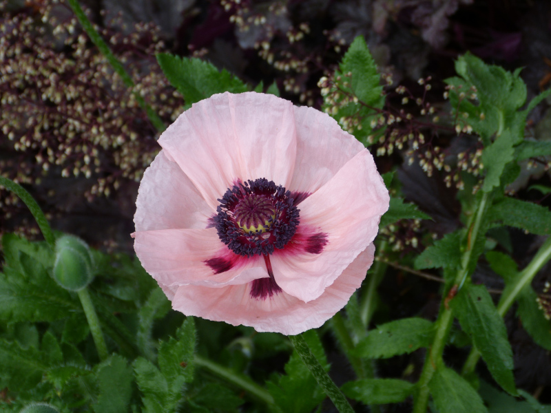 Papaver orientale Kleine Tanzerin.JPG