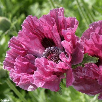 Papaver-orientale-Manhattan-80335-1.jpg