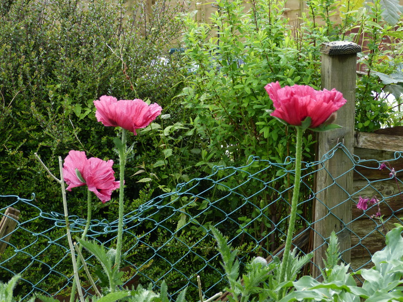 Papaver orientale Medallion.JPG