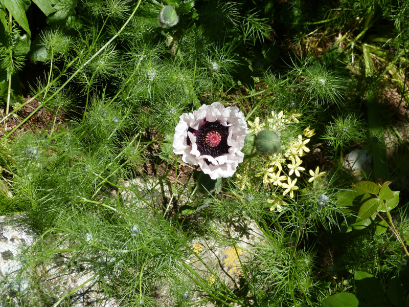 Papaver orientale Perrys White.JPG