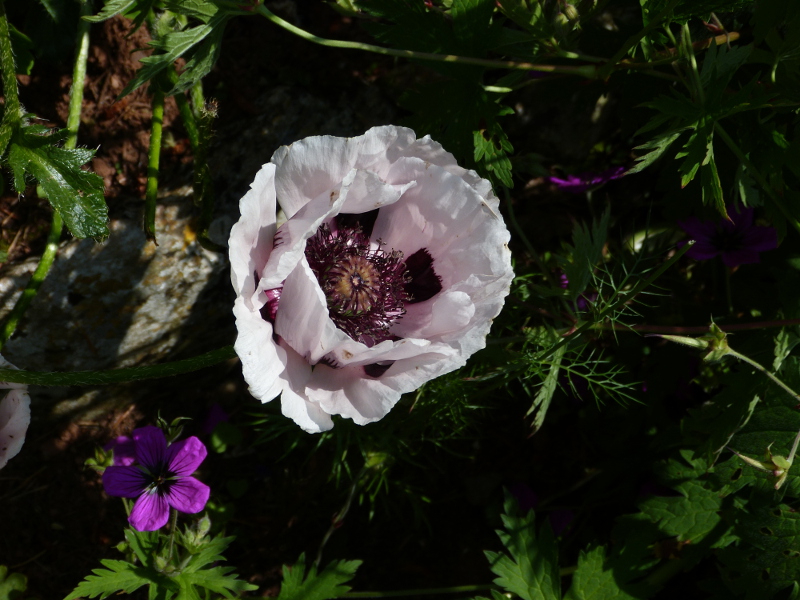 Papaver orientale Perrys White.JPG