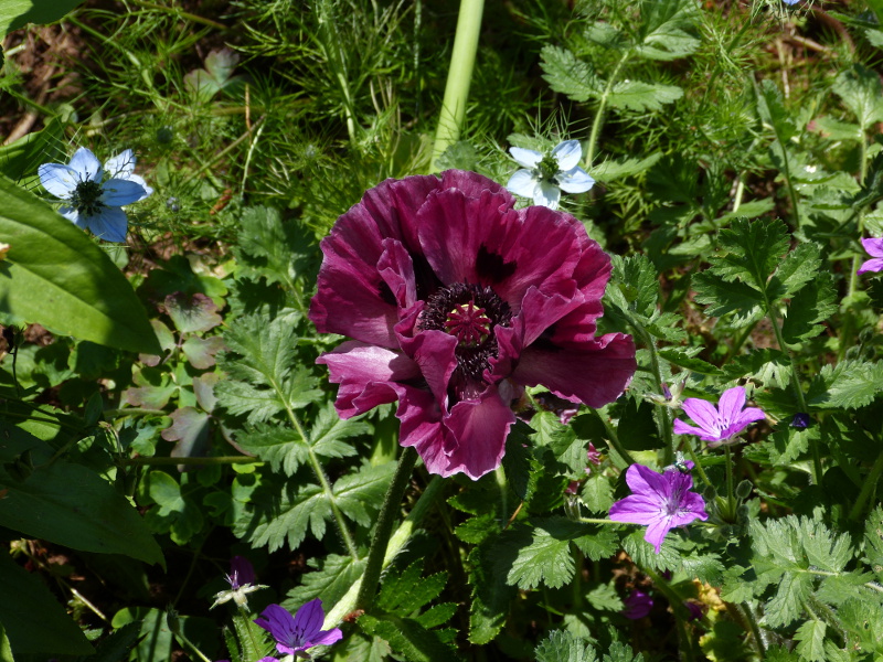 Papaver orientale purple.JPG