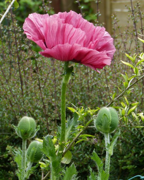 Papaver Orientale seedling from Pattys Plum.JPG