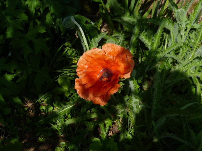 Papaver orientale1.JPG