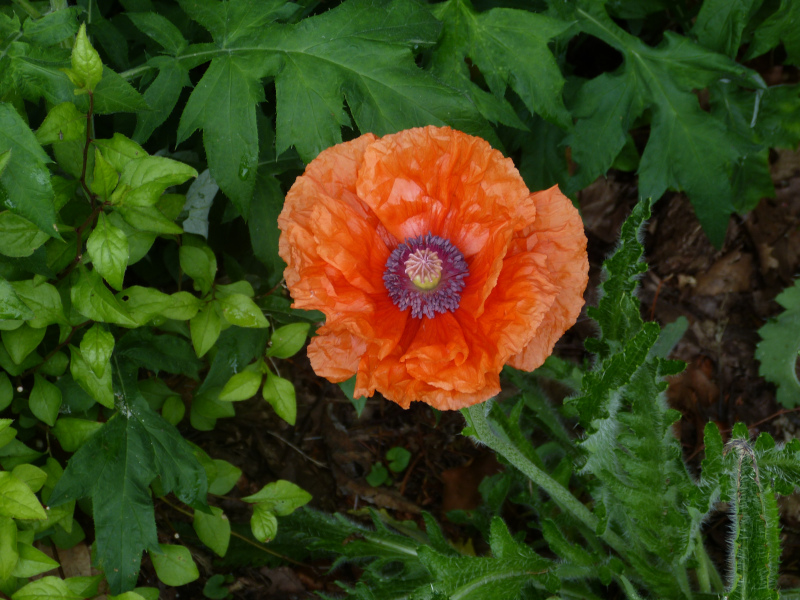 Papaver orientlae red.JPG