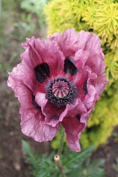 Papaver 'Patty's Plum' (1).JPG