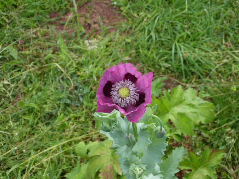 Papaver somniferum.JPG