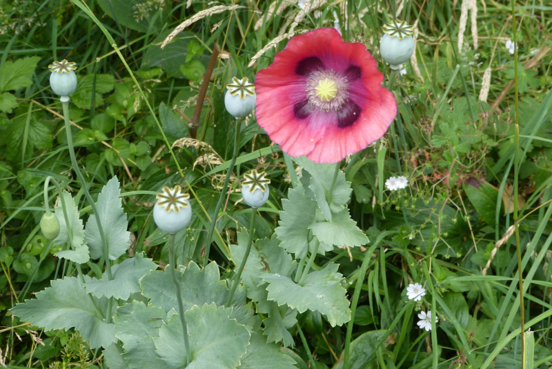 Papaver somniferum.JPG