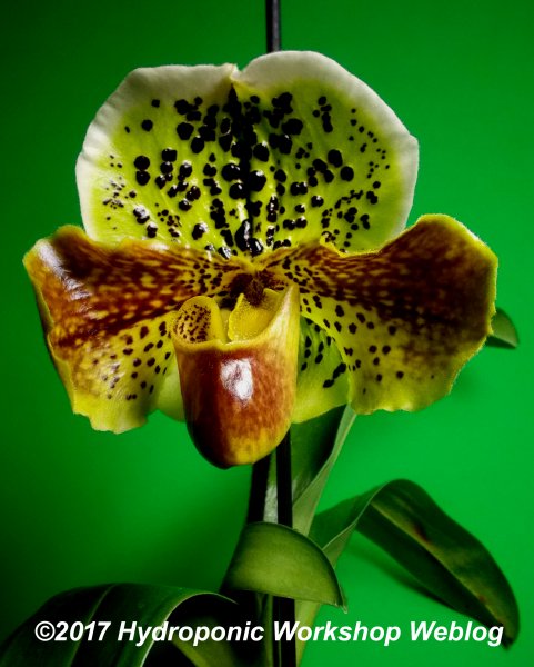 Paph Copy.jpg