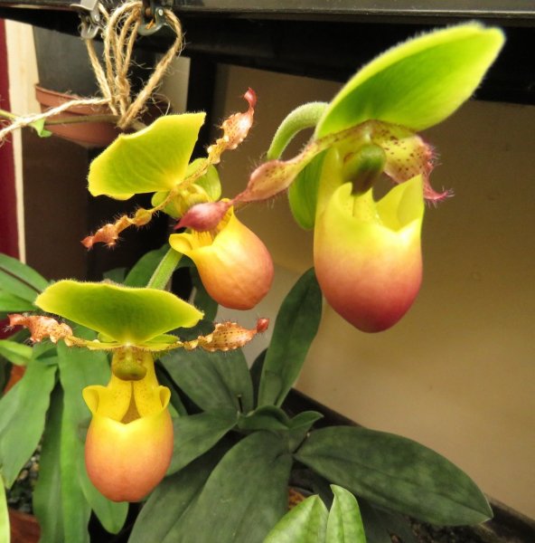 Paph. Pinocchio.jpg