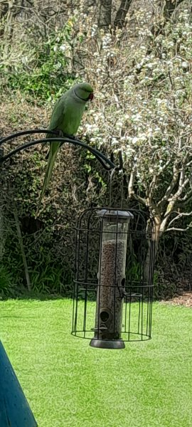 Parakeet on feeder.jpg