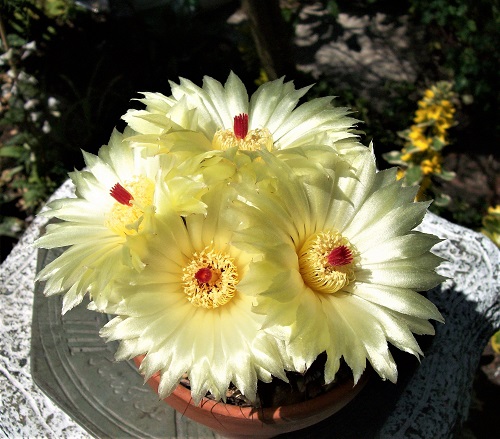 Parodia ottonis.jpg