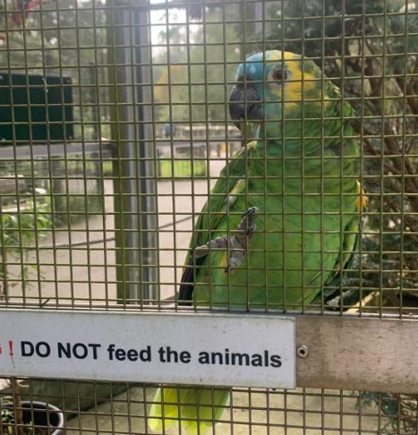 parrot.jpg