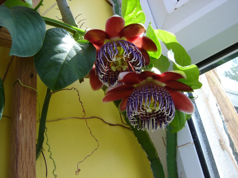 passiflora alata.jpg