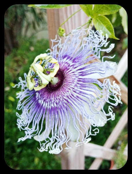 Passiflora edulis 6 Oct 22.jpg