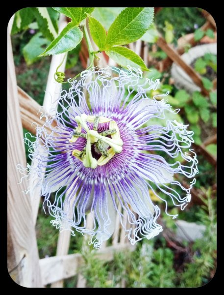 Passiflora edulis2 6 Oct 22.jpg