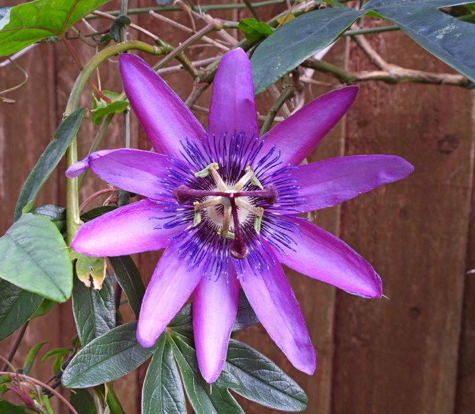 passiflora.JPG