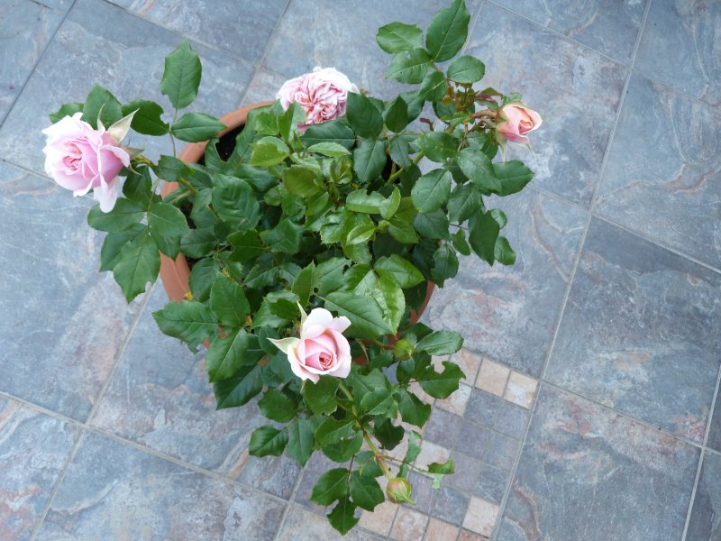 Patio Rose 001.JPG