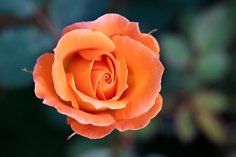 Patio-Rose.jpg