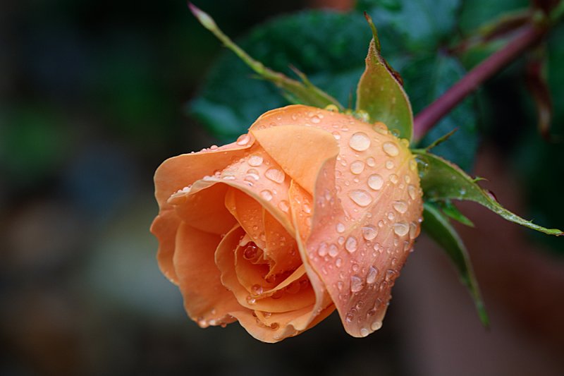 Patio-Rose-Peach-bud.jpg