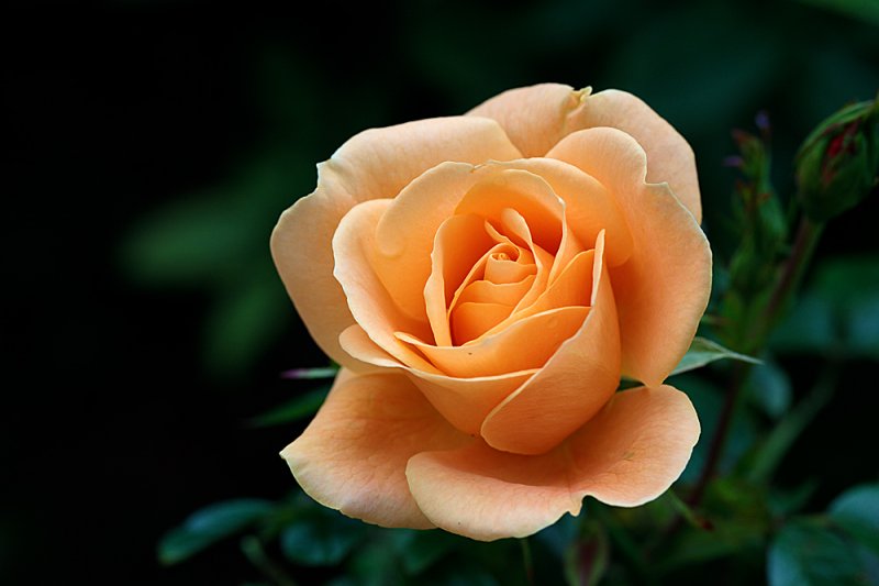 Patio-Rose-Peach-f8-2.jpg